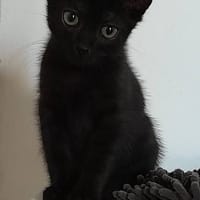 TOFFEE, chat à adopter