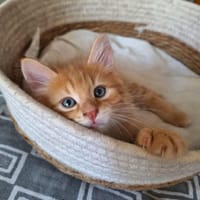 Angus, chat à adopter