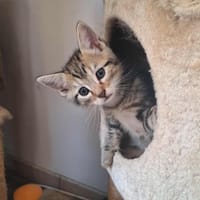 Archie, chat à adopter