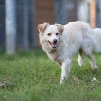 Anton, pies do adopcji