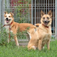 Lumi, suczka do adopcji