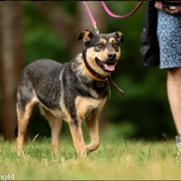 Frappe, suczka do adopcji