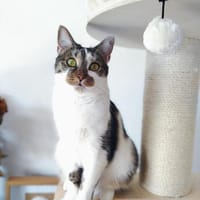 Leyla, kotka do adopcji