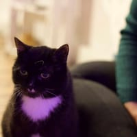 Seweryn, kot do adopcji