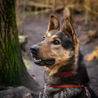 Django, pies do adopcji