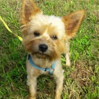 Bibi  ein Yorkie mit großem Herzen, Hündin zur Adoption