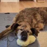 Claudette wartet auf dich, Hündin zur Adoption