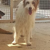 Langhaarige Schönheit Paloma, Hündin zur Adoption