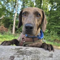 💜Dianina - in Deutschland, Hündin zur Adoption