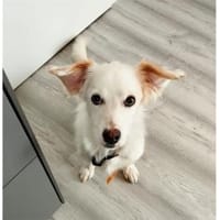 Fipps - wartet in 89257 Illertissen, Hund zur Adoption