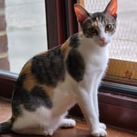 Geschwisterpaar sucht gemeinsames Heim., Katze zur Adoption