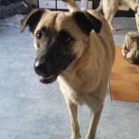 lieber,kastrierter Heiko in NRW in Pfleg, Hund zur Adoption