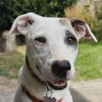 FREDERIK-hübscher,netter Rüde,50 cm, Hund zur Adoption