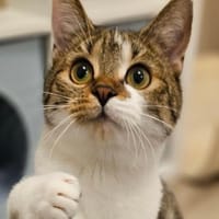 Miko sucht im Doppelpack mit Alvin, Katze zur Adoption