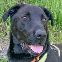 NICKI - bildhübsch&lauffreudig, Hund zur Adoption