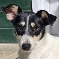 MORENA-hübsche, kleine Hündin, 38 cm, Hündin zur Adoption