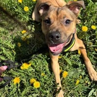 Charlie sucht ein neues Zuhause🤎, Hund zur Adoption