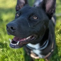 Frieda sucht ihre Menschen, Hündin zur Adoption