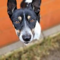 💜Ronny - in Neuhaus auf Pflege, Hund zur Adoption