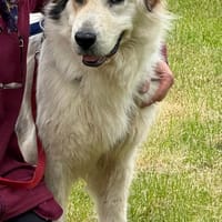 Rosie sucht ihr Körbchen mit Garten, Hündin zur Adoption
