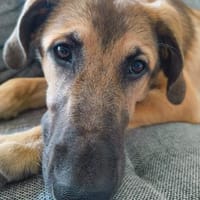 Leander - liebenswerter Lausbub, Hund zur Adoption