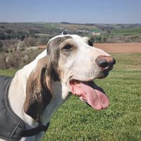 💚Janos - in Deutschland, Hund zur Adoption