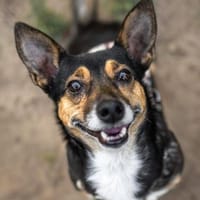 Amira - fitte Terriermix-Omi sucht dich, Hündin zur Adoption