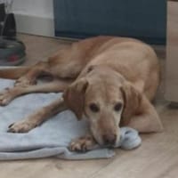 VERA soll es schön haben, Hündin zur Adoption
