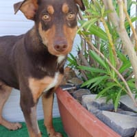 Spike reist nach Deutschland, Hund zur Adoption
