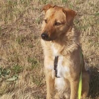 Nanu sucht sein Für-immer-Zuhause 🐾, Hund zur Adoption