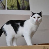 Alvin sucht im Doppelpack mit Miko, Kater zur Adoption