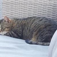 liebe Leni in den besten Jahren Rheingau, Katze zur Adoption
