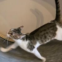 Piet und Schwester suchen..., Kater zur Adoption