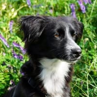 Milo - aktiver Jungspund sucht dich, Hund zur Adoption