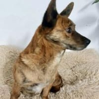 Roxana 35 cm (Pflegestelle), Hündin zur Adoption