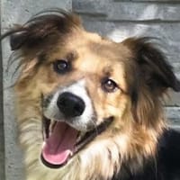 Moritz - kleiner Sonnenschein 42 cm, Hund zur Adoption