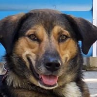 Leon-feinfühliger Tricolor-Rüde, 58 cm, Hund zur Adoption