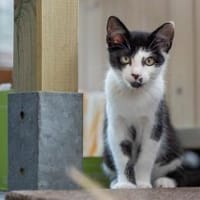 Ilvy und Fu zusammen oder getrennt, Kater zur Adoption