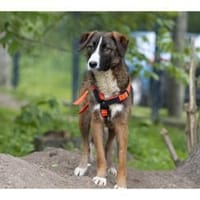Tessi - wartet in 99427 Weimar, Hündin zur Adoption