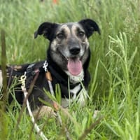 Emma - sanfter Schäfimix sucht dich, Hündin zur Adoption