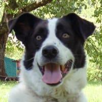 BADOU - sanftmütig&verschmust, Hund zur Adoption