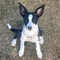 Phoebe mit den riesen Ohren, Hündin zur Adoption