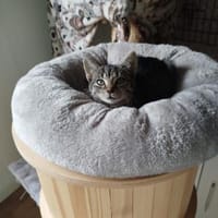 Adele - aus dem Müll ins Glück, Katze zur Adoption