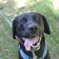 Elvis, großer, sportl. Familienhund, Hund zur Adoption