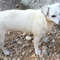 WHISTLE - (liebevoll, zart, klein), Hündin zur Adoption