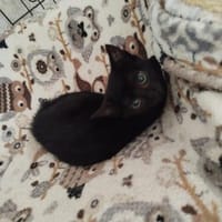 Alika - aus dem Müll ins Glück, Katze zur Adoption