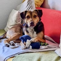 Balto, sanft, verschmust, verträglich, Hund zur Adoption