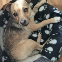 Peanut - kleiner Mischling sucht Zuhause, Hund zur Adoption