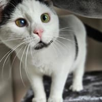 Zarte Seele mit Spieltrieb sucht., Katze zur Adoption