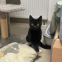 Knopfauge Mila im Rheingau, Katze zur Adoption